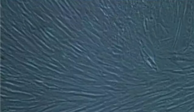 1483578000559542.jpg 微信33.jpg